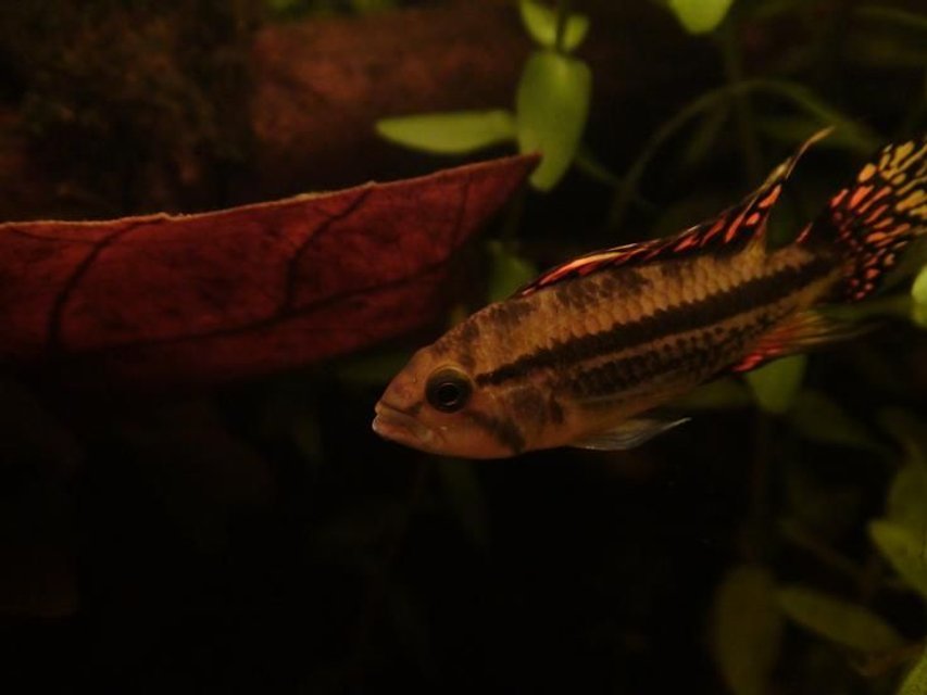 Rated #373: Freshwater Fish - Apistogramma Sp. - Assorted Apistogramma Stocking In 29 Gallons Tank - rocky