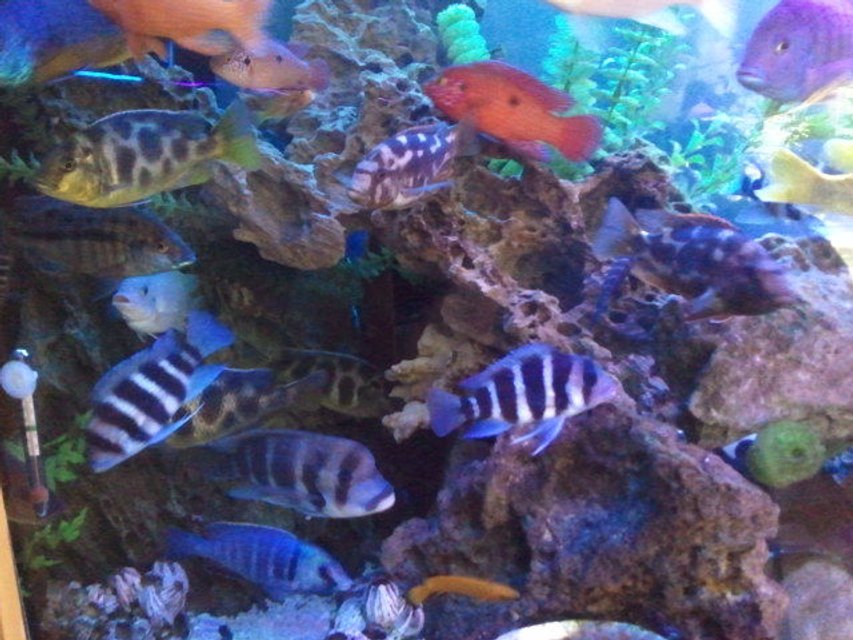 Rated #235: Freshwater Fish - Cyphotilapia Frontosa - Frontosa Cichlid Stocking In 300 Gallons Tank - popular cave..