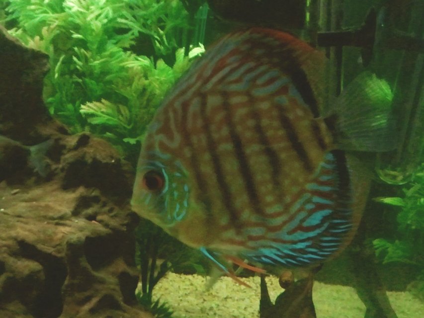 Rated #362: Freshwater Fish - Symphysodon Aequifasciata - Royal Blue Discus Stocking In 66 Gallons Tank
