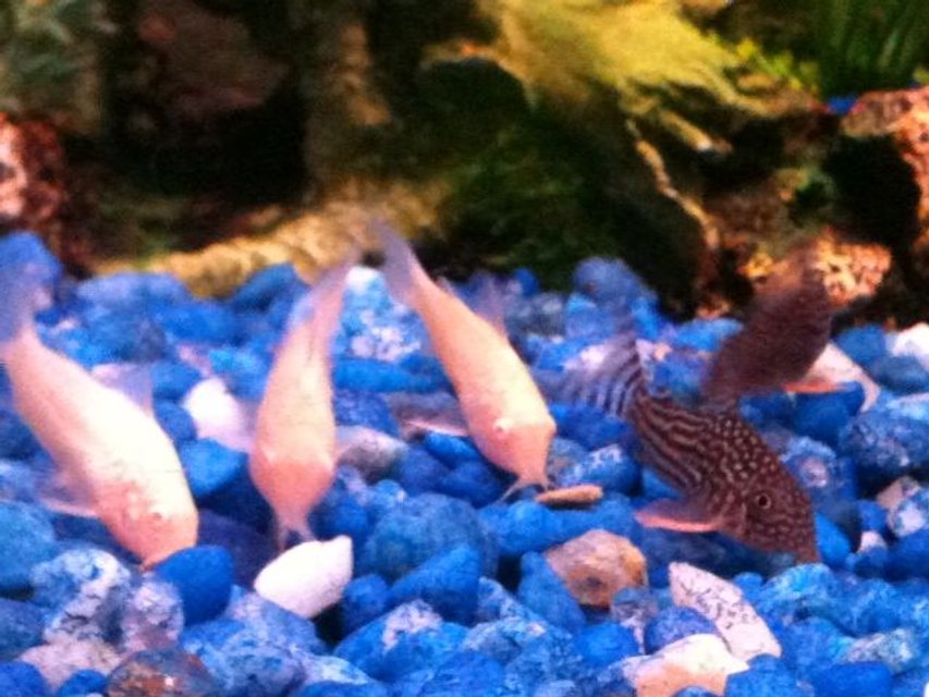 Rated #1122: Freshwater Fish - Corydoras Sp. - False Julii Cory Cat Stocking In 30 Gallons Tank - The five cories