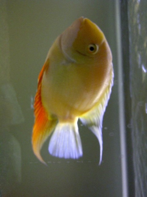 Rated #331: Freshwater Fish - Heros Serverus - Gold Severum Stocking In 72 Gallons Tank - Friendly 6inch Gold Severum. He was the size of a quarter when I got him. He eats everything and likes to watch TV when I have it on.