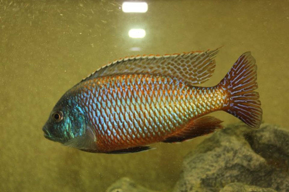 Rated #31: Freshwater Fish - Protomelas Taeniolatus - Red Empress Stocking In 55 Gallons Tank - Red Empress