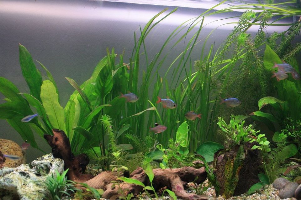 Rated #469: Freshwater Fish - Hyphessobrycon Colimbianus - Columbian Tetra Stocking In 64 Gallons Tank - Columbian Tetras, Blue Tetras, Rosy Tetras, others.