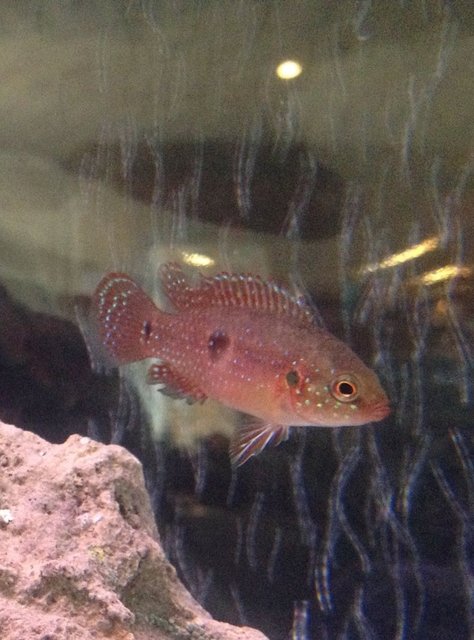 Rated #1359: Freshwater Fish - Hemichromis Bimaculatus - Jewel Cichlid Stocking In 55 Gallons Tank - Red Jewel