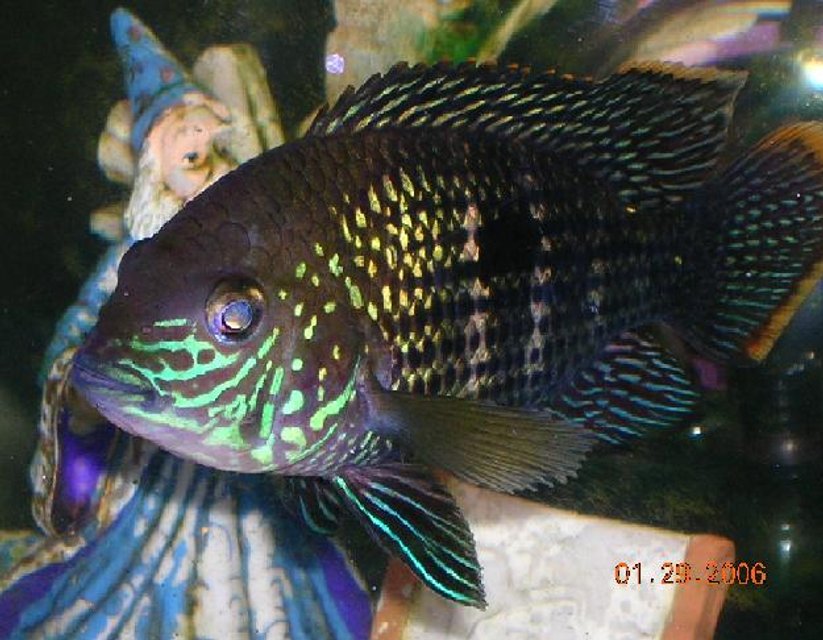 Rated #1111: Freshwater Fish - Aequidens Rivulatus - Green Terror Stocking In 55 Gallons Tank - This is my Green Terror...This is a great fish to have, They dont live up to thier name like red devils which i think is great thing