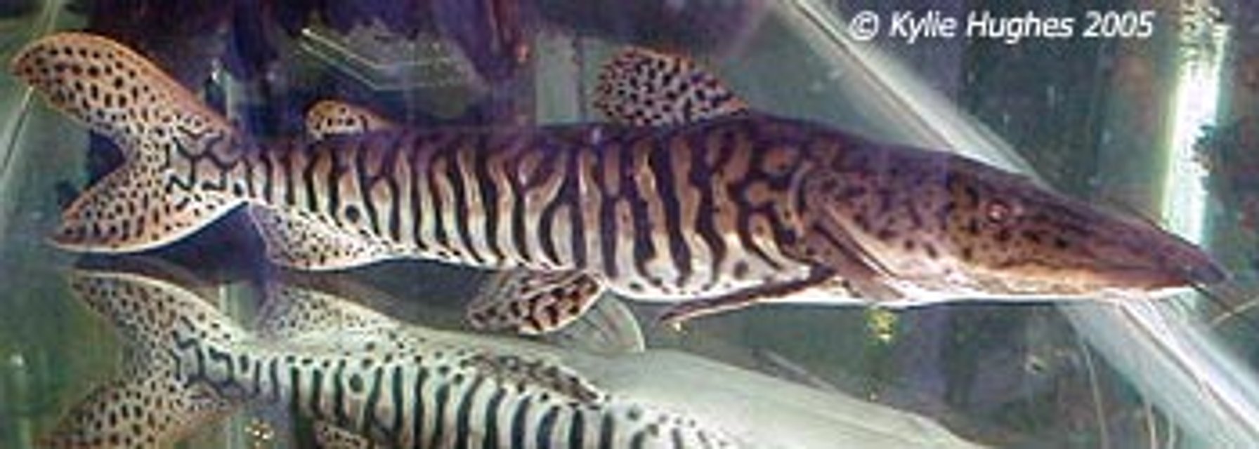 Rated #1005: Freshwater Fish - Merodontotus Tigrinus - Tigrinus Catfish Stocking In 75 Gallons Tank - foot and a half long tiger shovelnose catfish he is crazy will eat anything under 10 inches