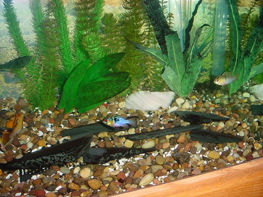 Rated #2262: Freshwater Fish - Papiliochromis Ramirezi - German Blue Ram Stocking In 125 Gallons Tank - Couple of my rams