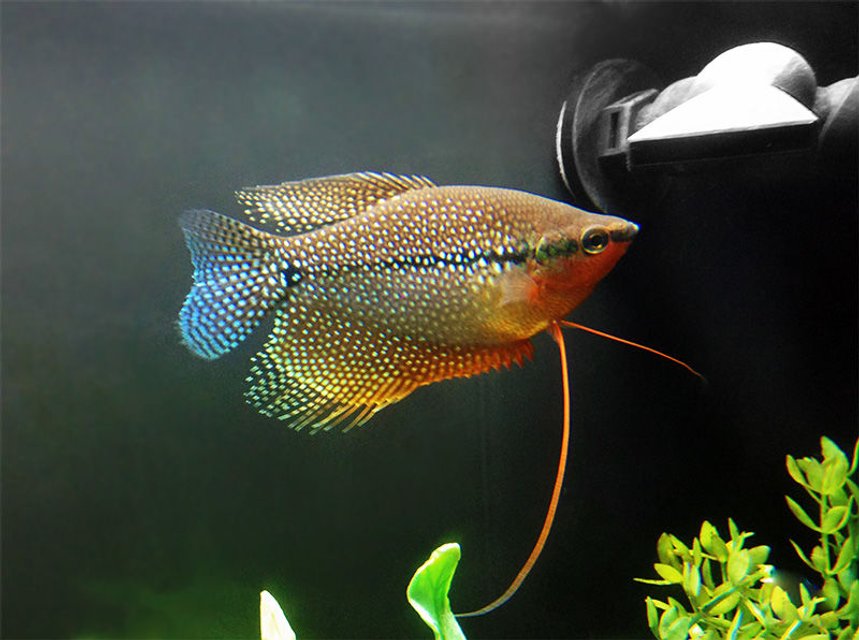 Rated #324: Freshwater Fish Stocking In 40 Gallons Tank - Hooks (Pearl Gourami)