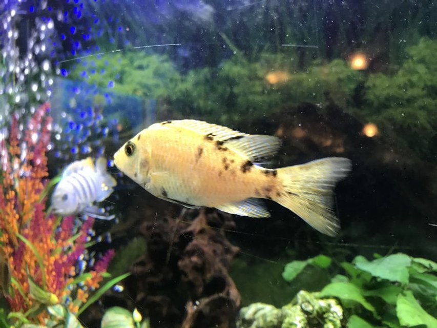 Rated #409: Freshwater Fish Stocking In 60 Gallons Tank - Malawi OV Peacock