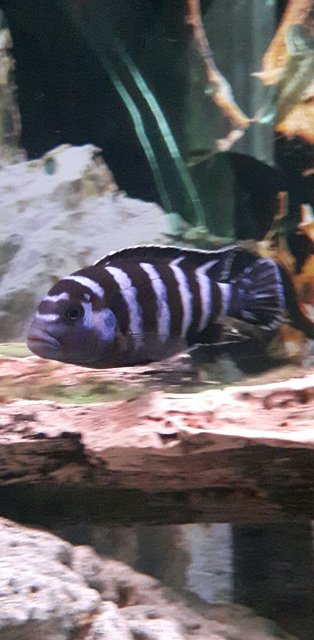 Rated #1099: Freshwater Fish Stocking In 80 Gallons Tank - Pompo Rock "Pseudo. Demasoni"