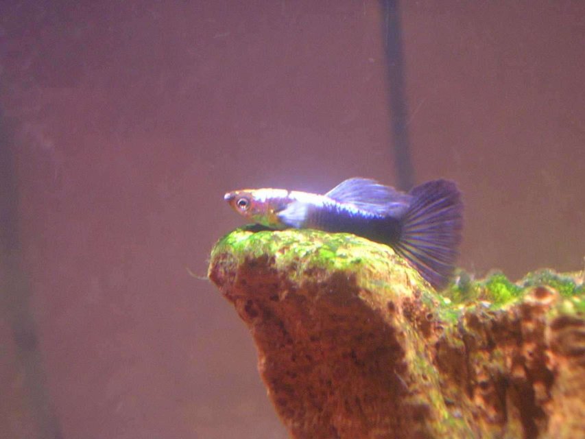 Rated #2028: Freshwater Fish - Poecilia Reticulata - Blue Delta Guppy - This crazy guppy loves to sit on plants and in this case, on a stump.