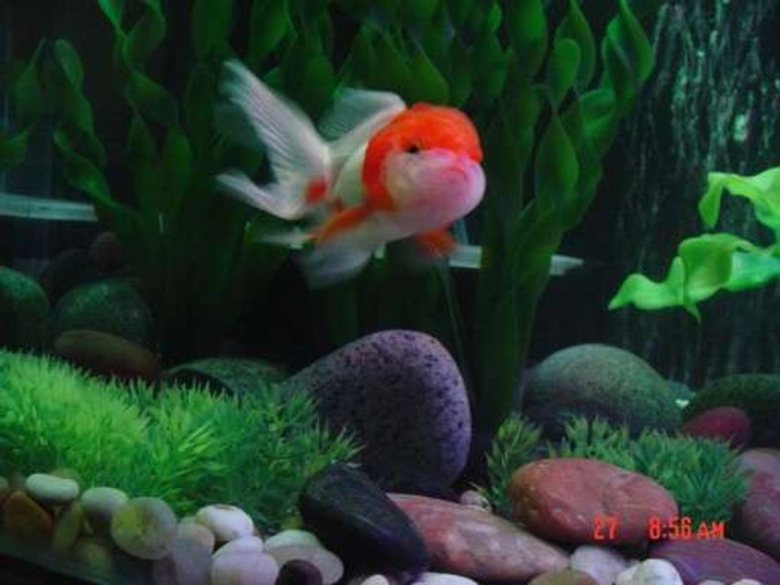 Rated #2288: Freshwater Fish - Carassius Auratus - Red Cap Oranda Goldfish Stocking In 30 Gallons Tank - Oranda goldfish