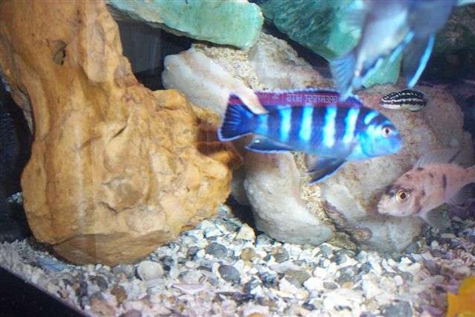 Rated #1715: Freshwater Fish - Pseudotropheus Demasoni - Demasoni Cichlid Stocking In 55 Gallons Tank - Pseudo demasoni
Juli dickfeldi from lake Tanganyikai
ob peacock