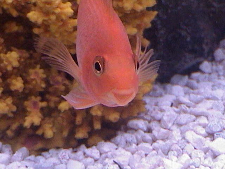 Rated #1020: Freshwater Fish - Heros Severus X Amphilophus Citrinellum - Blood Parrot Stocking In 75 Gallons Tank - Blood parrot