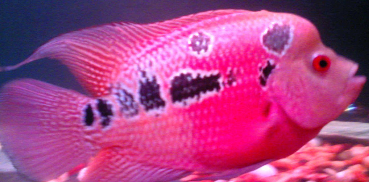 Rated #1261: Freshwater Fish - Cichlasoma Sp. - Flower Horn Cichlid Stocking In 50 Gallons Tank - 6 months male red dragon - my first collection