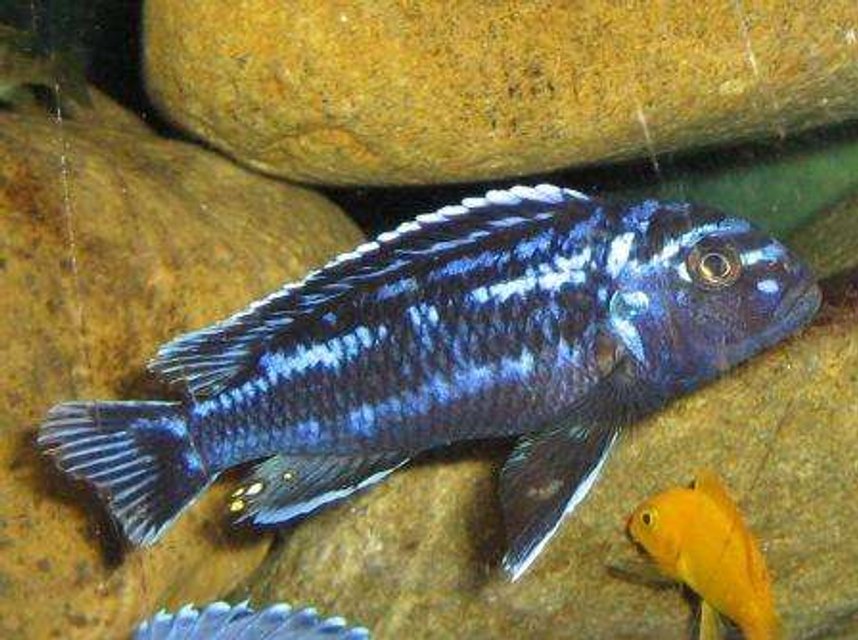 Rated #1645: Freshwater Fish - Melanochromis Johannii - Johanni Cichlid Stocking In 120 Gallons Tank - electrice blue