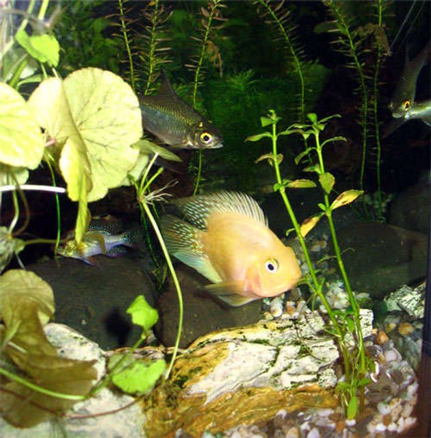 Rated #2281: Freshwater Fish - Heros Severus X Amphilophus Citrinellum - Blood Parrot Stocking In 25 Gallons Tank - Blood Parrot Fish, Ramirez and 2 This Foil Aluminium