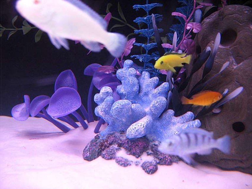 Rated #1756: Freshwater Fish - Labidochromis Caeruleus - Electric Yellow Cichlid Stocking In 55 Gallons Tank - HERE'S A PIC OF MY CICHLIDS