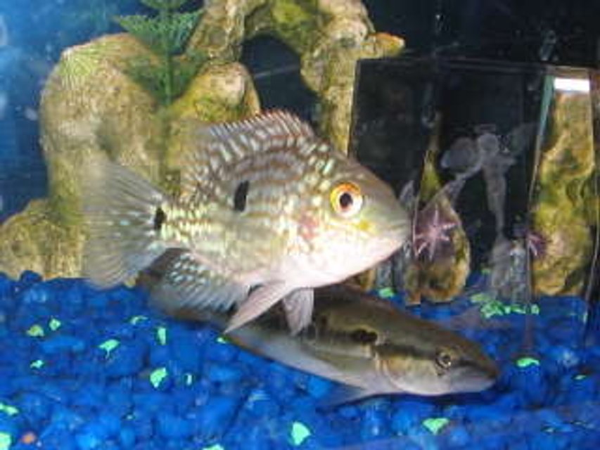 Rated #1932: Freshwater Fish - Herichthys Carpinte - Green Texas Cichlid Stocking In 29 Gallons Tank - texas and pike cichlid