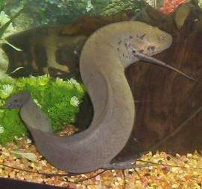 Rated #1209: Freshwater Fish - Polypterus Retropinnis - Retropinnis Bichir Stocking In 75 Gallons Tank - Lungfish