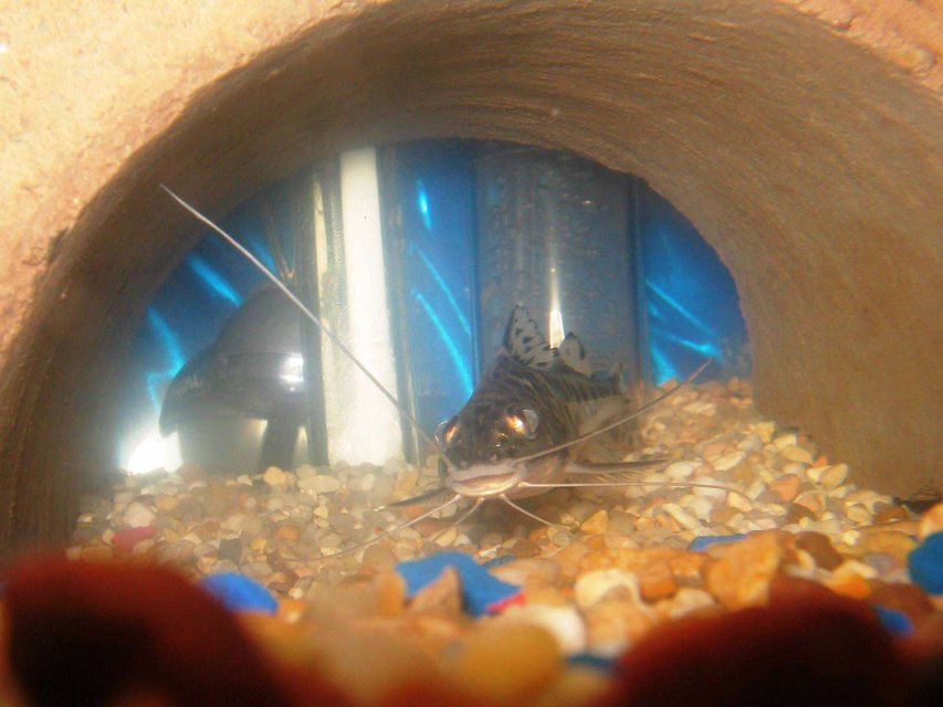 Rated #1992: Freshwater Fish - Pimelodus Pictus - Pictus Cat Stocking In 55 Gallons Tank - SPOTTEDCATFISH 1 OF 2