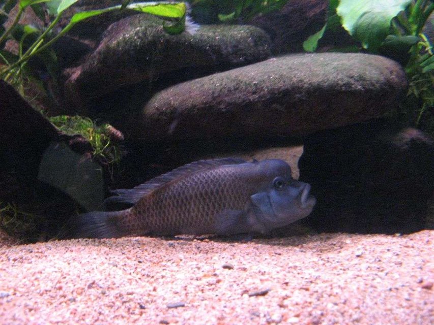 Rated #1488: Freshwater Fish - Steatocranus Casuarius - Buffalo Head Cichlid Stocking In 90 Gallons Tank - my blockhead