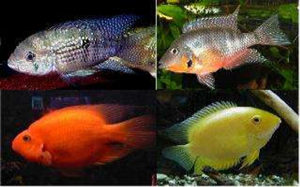 Rated #1771: Freshwater Fish - Aequidens Portalegrensis - Port Acara Stocking In 55 Gallons Tank - Pictures of what my cichlids will look like when full grown
top left--Blue Acara 
top right--Firemouth
bottom left--Parrot Cichlid
bottom right--Gold Severum