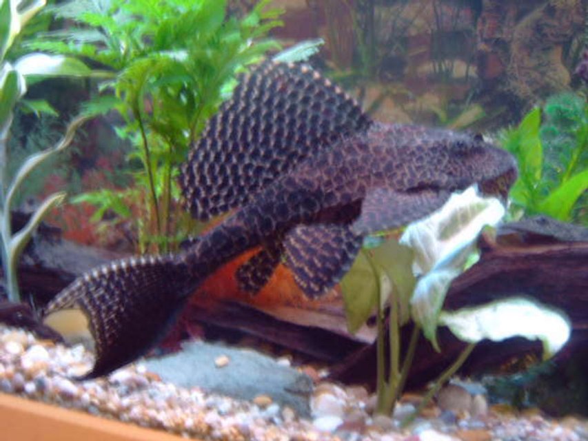 Rated #1049: Freshwater Fish - Glyptoperichthys Gibbiceps - Sailfin Pleco (l-83) Stocking In 75 Gallons Tank - i love my plec