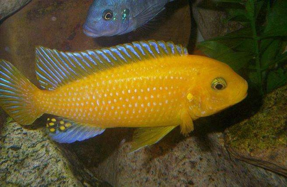 Rated #904: Freshwater Fish - Pseudotropheus Estherae - Red Zebra Cichlid Stocking In 100 Gallons Tank - Male M.Estherae