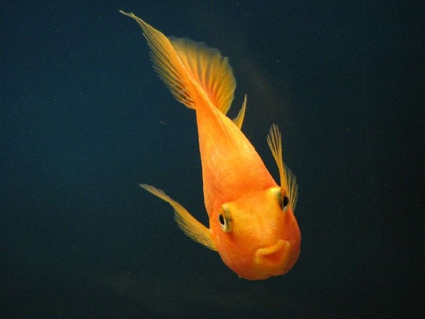 Rated #1412: Freshwater Fish - Heros Severus X Amphilophus Citrinellum - Blood Parrot Stocking In 120 Gallons Tank - One year and a half year old parrot