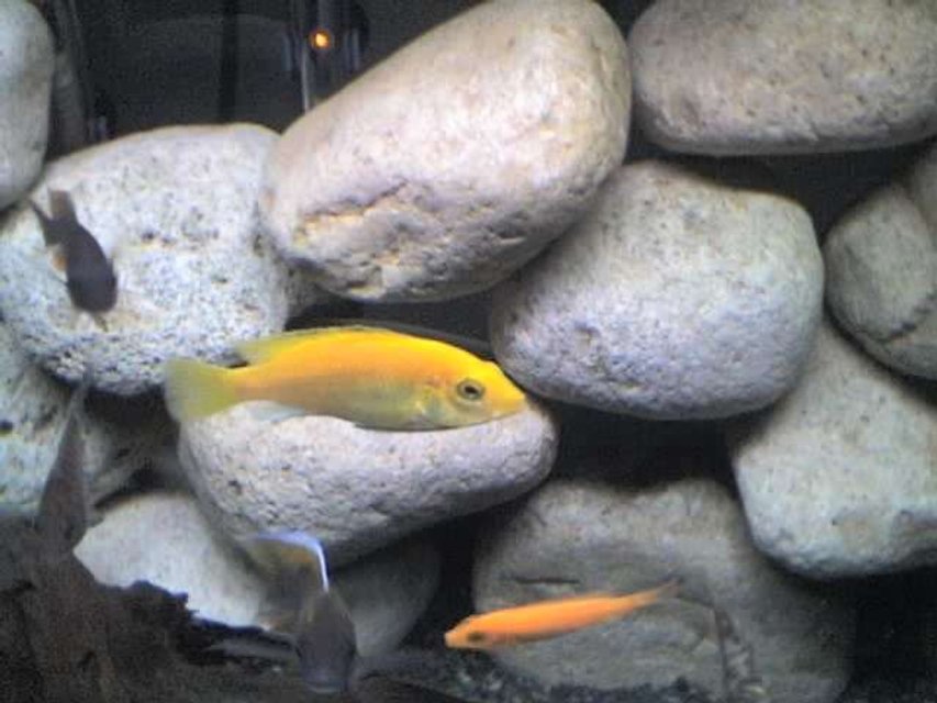 Rated #1491: Freshwater Fish - Labidochromis Caeruleus - Electric Yellow Cichlid Stocking In 65 Gallons Tank - My yellow lab "taken off of phone"
