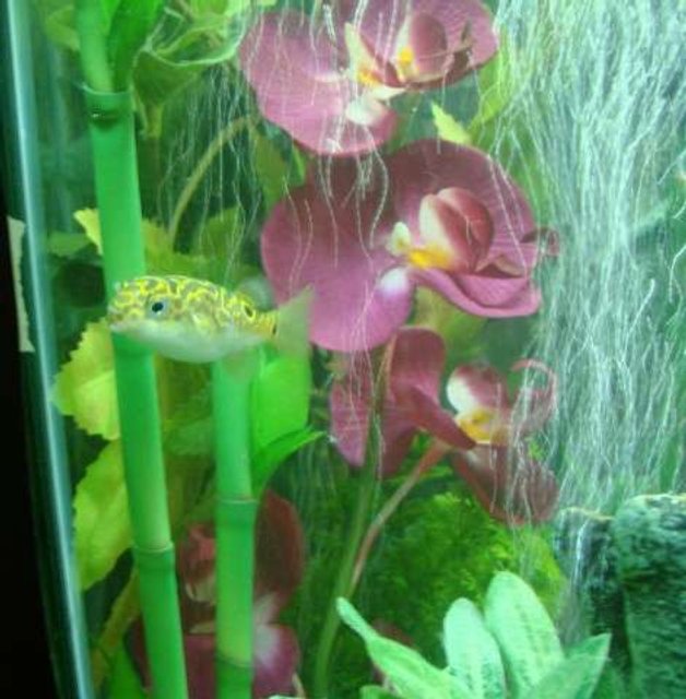 Rated #1356: Freshwater Fish - Tetraodon Biocellatus - Figure 8 Puffer Stocking In 35 Gallons Tank - Adult Figure Eight Puffer Fish swimming in the bubbles