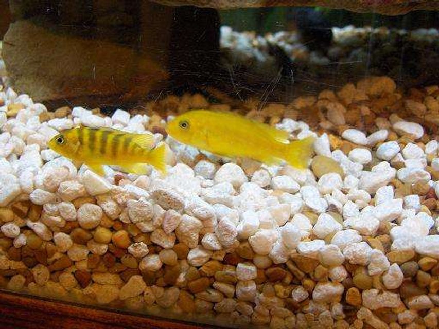 Rated #1941: Freshwater Fish - Labidochromis Caeruleus - Electric Yellow Cichlid Stocking In 45 Gallons Tank - 2 of my yellow cichlids