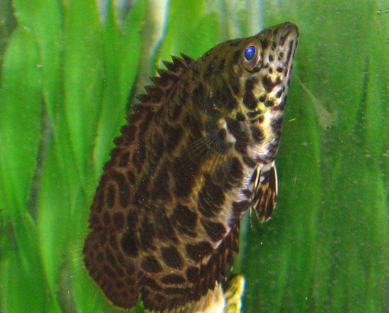 Rated #1481: Freshwater Fish - Ctenopoma Acutirostre - Leopard Ctenopoma Stocking In 40 Gallons Tank - This is my friends leopard ctenopoma (African Leaf Fish) , its huge .. 6 inches at least, it eats live fish like most its age. hes prolly had it for about 1 - 1 1/2 yrs. it lives with a single betta fish in a 20 gal tank.