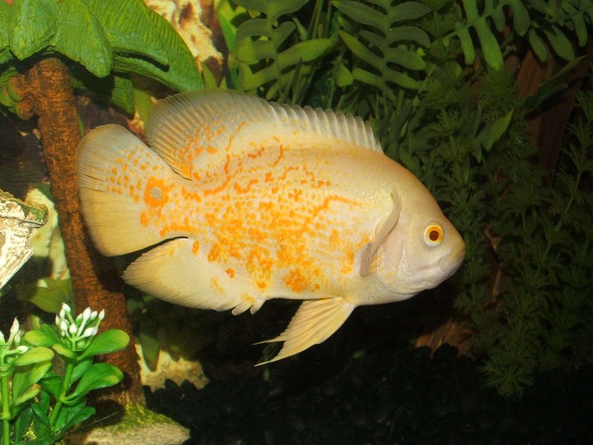 Rated #834: Freshwater Fish - Astronotus Ocellatus - Albino Oscar Stocking In 75 Gallons Tank - Albino Tiger Oscar
