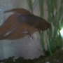 freshwater fish - betta splendens - betta - male stocking in 2 gallons tank - Garter and his plant