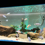 freshwater fish stocking in 160 gallons tank - My tank