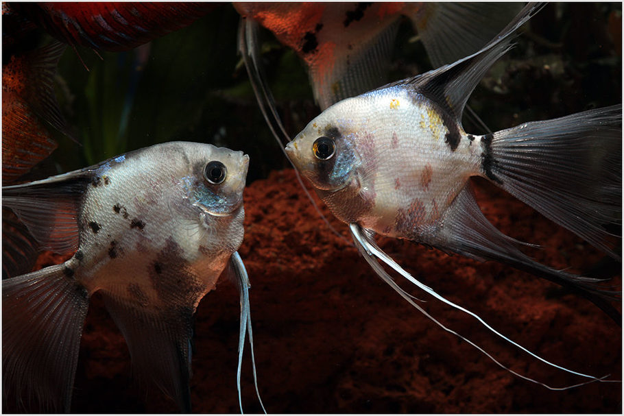 daro31 s freshwater fish