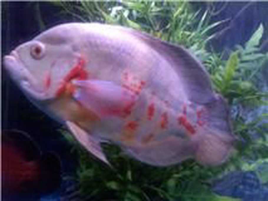ronron s freshwater fish