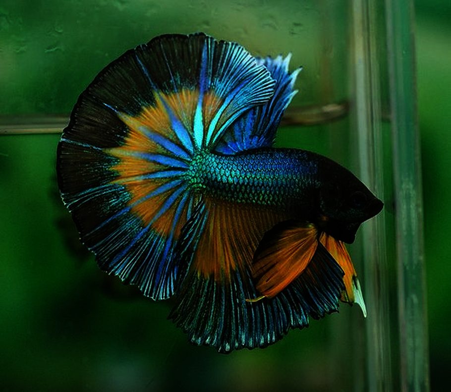 Top 10 Beautiful Betta Fish Betta Fish