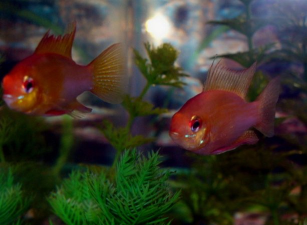 freshwater fish - papiliochromis ramirezi - german gold ram stocking in 30 gallons tank - My gold rams.  I've heard these are the albino version of the blue ram but I remain skeptical.  They just have way too much color to be albino in my opinion.