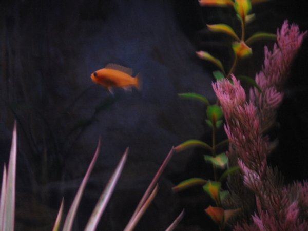 freshwater fish - pseudotropheus estherae - red zebra cichlid stocking in 30 gallons tank - orange chiclid