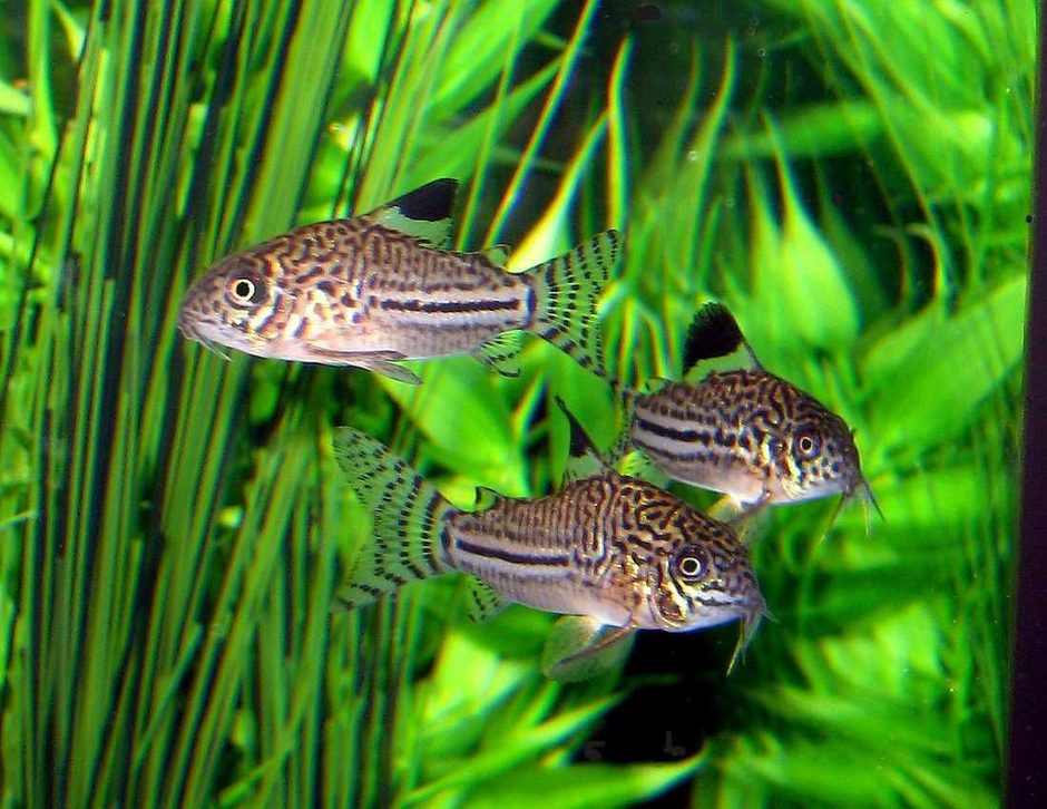 Freshwater aquarium outlet catfish