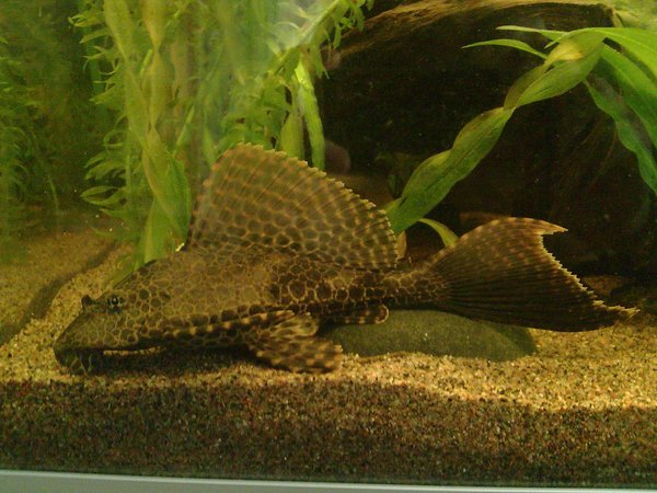 freshwater fish - glyptoperichthys gibbiceps - sailfin pleco (l-83) stocking in 59 gallons tank - Sailfin pleco - Glyptoperichthys gibbiceps