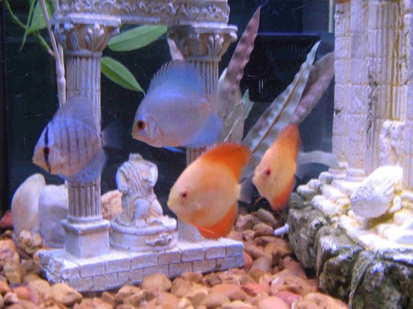 freshwater fish - symphysodon sp. - blue diamond discus stocking in 46 gallons tank - My  Baby DIscus swimming in my 46 Gallon Bow front. Love these Fish!!!!