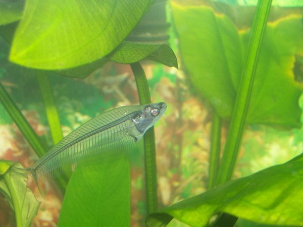 freshwater fish - kryptopterus bicirrhis - ghost glass cat stocking in 30 gallons tank - this is on of my ghost cats, ive tried to take a picture of them together but they dont like to be seen together.