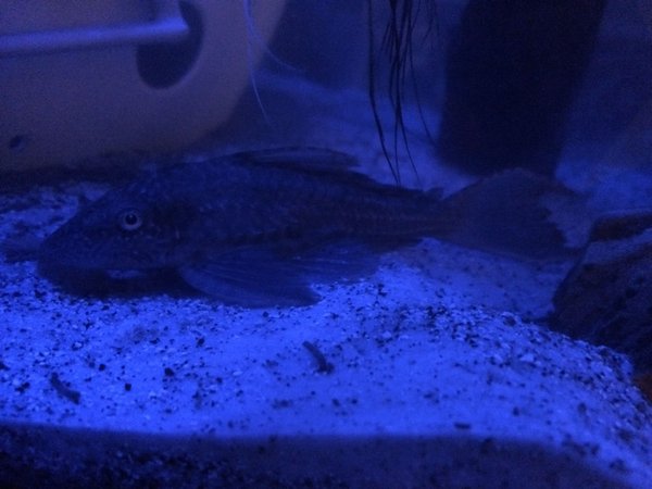 freshwater fish - hypostomus plecostomus - common pleco stocking in 75 gallons tank - Common Pleco under night light.