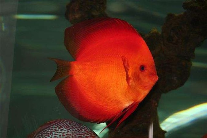 freshwater fish - symphysodon sp. - red marlboro discus stocking in 75 gallons tank - Loud and Proud Male Discus!