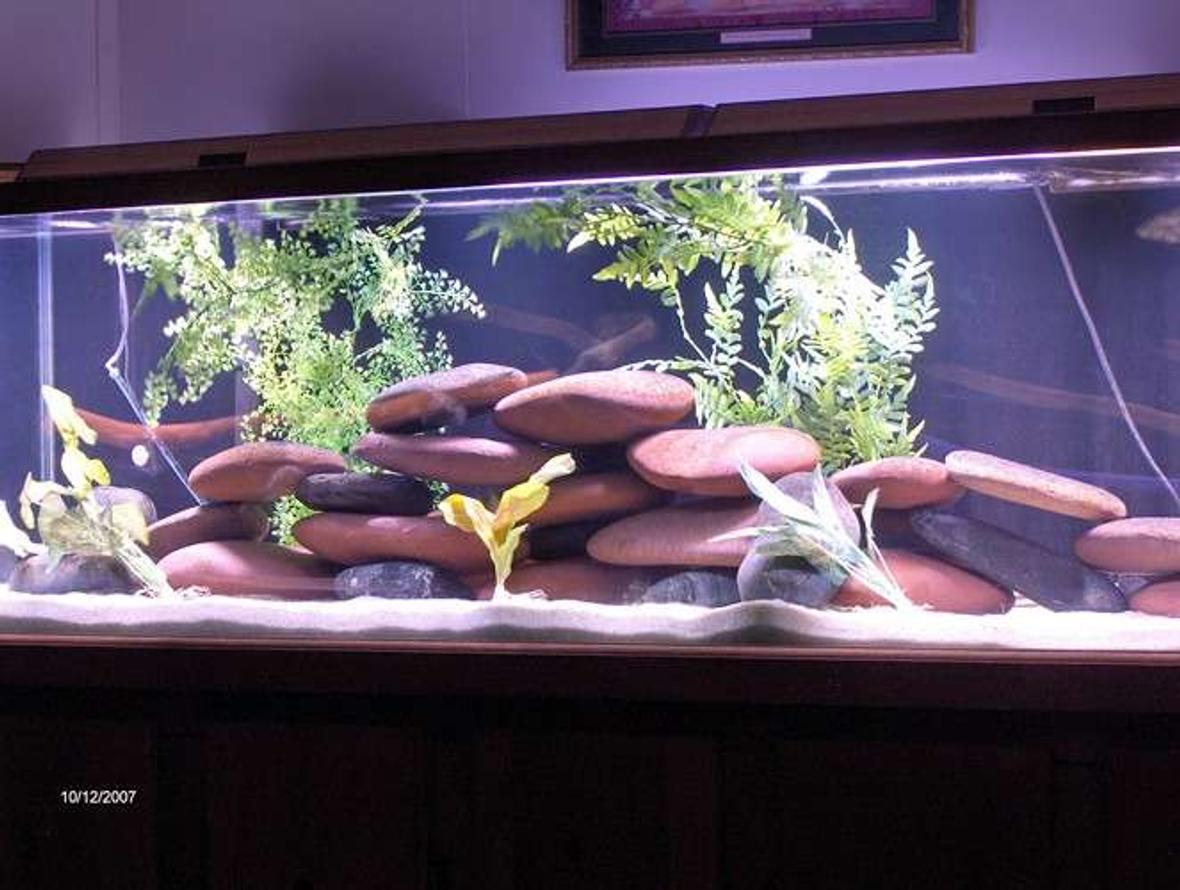 125 gallons freshwater fish tank (mostly fish and non-living decorations) - 125 gallon fish tank