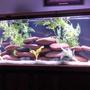125 gallons freshwater fish tank (mostly fish and non-living decorations) - 125 gallon fish tank